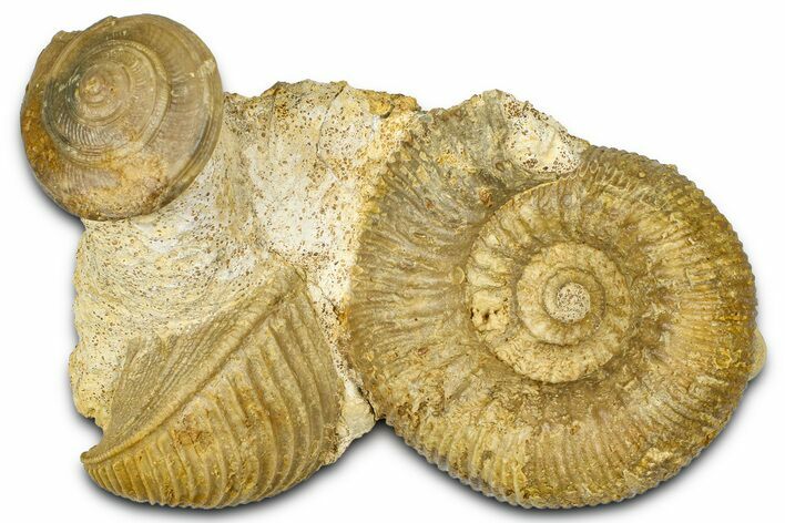 Jurassic Fossil Ammonite, Sea Snail, and Bivalve - Évrecy, France #367909